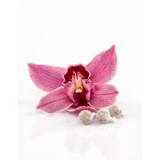 ПРОФИЛАКТИЧЕСКИЕ ФИТОТАМПОНЫ BEAUTIFUL LIFE